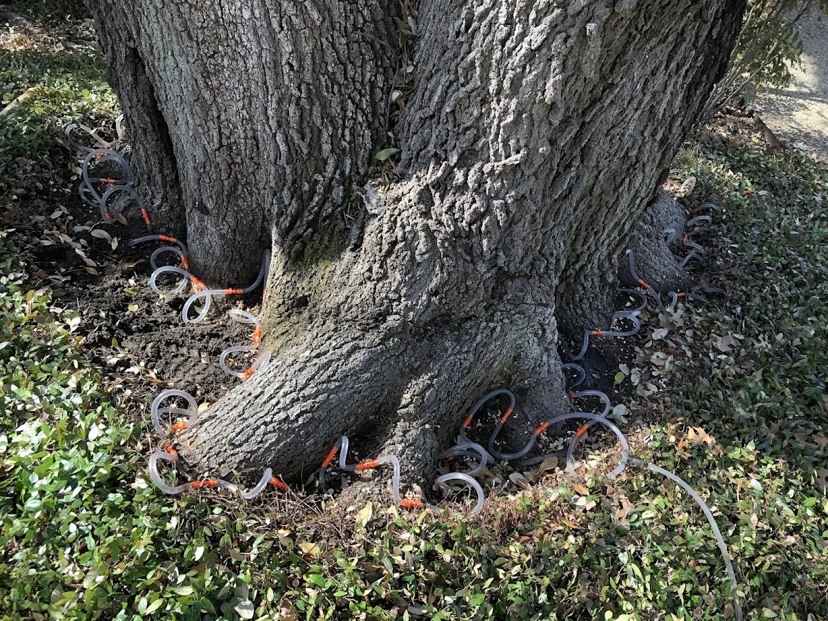 Detailed Tree Cabling and Bracing job site in Larsen Bay