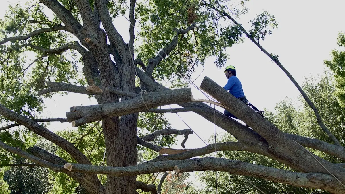 Professional Crown Thinning performed by certified arborists in Larsen Bay