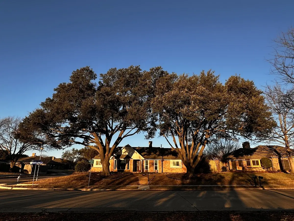Established residential canopy tree shading a home in Larsen Bay